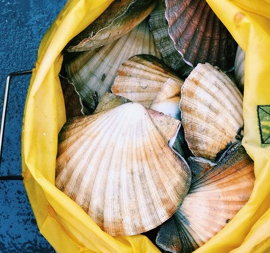 Scalloping Gear