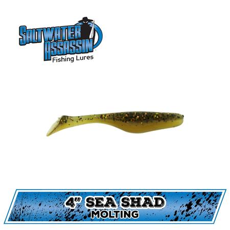 4 Sea Shad Molting