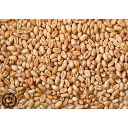 Feed Wheat